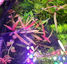 Load image into Gallery viewer, Persicaria Sao Paolo