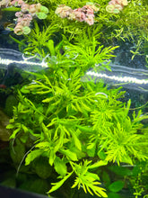 Load image into Gallery viewer, Water Wisteria