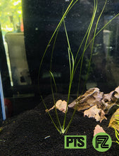 Load image into Gallery viewer, Eriocaulon Feather Duster