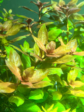 Load image into Gallery viewer, Ludwigia Glandulosa X Repens