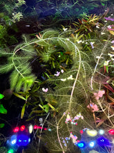 Load image into Gallery viewer, Ultricularia Aurea