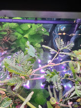 Load image into Gallery viewer, Sensitive Plant