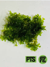 Load image into Gallery viewer, Subwassertang