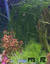 Load image into Gallery viewer, Eriocaulon Feather Duster