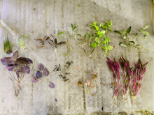 Load image into Gallery viewer, 14-16 Plant Low Tech Plant Package-50% OFF (Now $50)