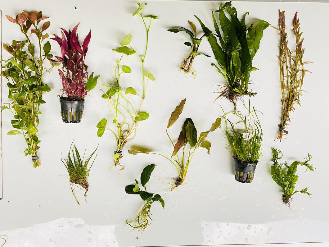 $100 Low Tech Plant Package-50% OFF (Now $50)
