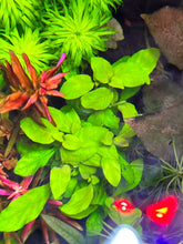 Load image into Gallery viewer, Nelsonia Canescens