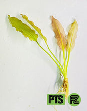 Load image into Gallery viewer, Oriental Sword