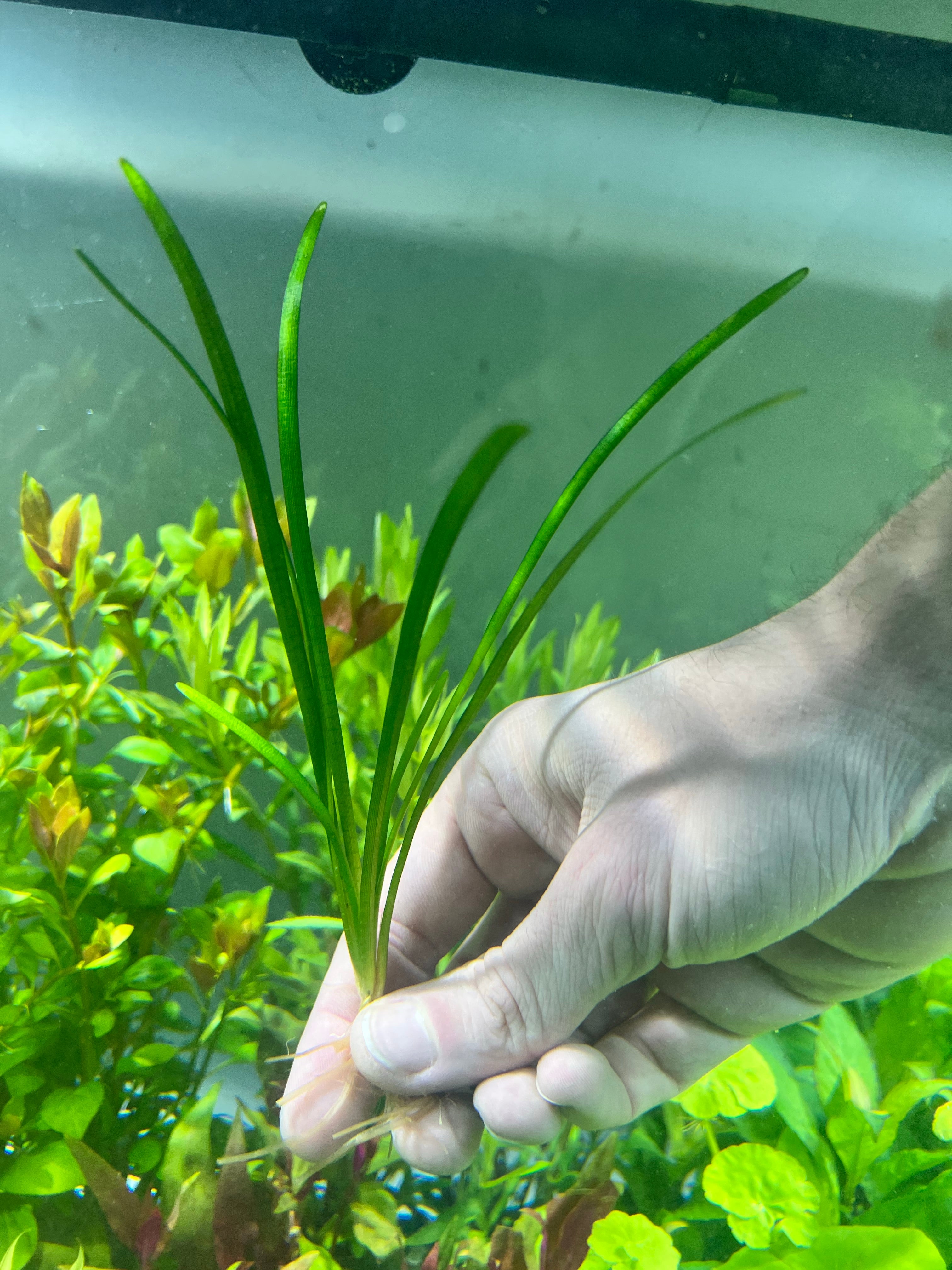Sagittaria Narrowleaf – Plantedtanksupply