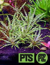 Load image into Gallery viewer, Pogostemon Helferi “Downoi Red”