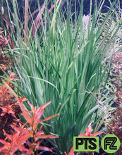 Load image into Gallery viewer, Eriocaulon Lineare “The Color Changing Erio”