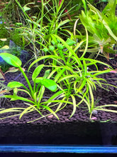 Load image into Gallery viewer, Ranalisma Rostratum