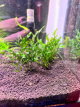 Load image into Gallery viewer, Bolbitis Heudelotii Compact