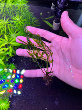 Load image into Gallery viewer, Bolbitis Heudelotii Compact