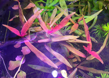 Load image into Gallery viewer, Persicaria Sao Paolo