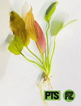 Load image into Gallery viewer, Red Flame sword