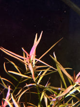 Load image into Gallery viewer, Hedyotis Sp. Borneo Red