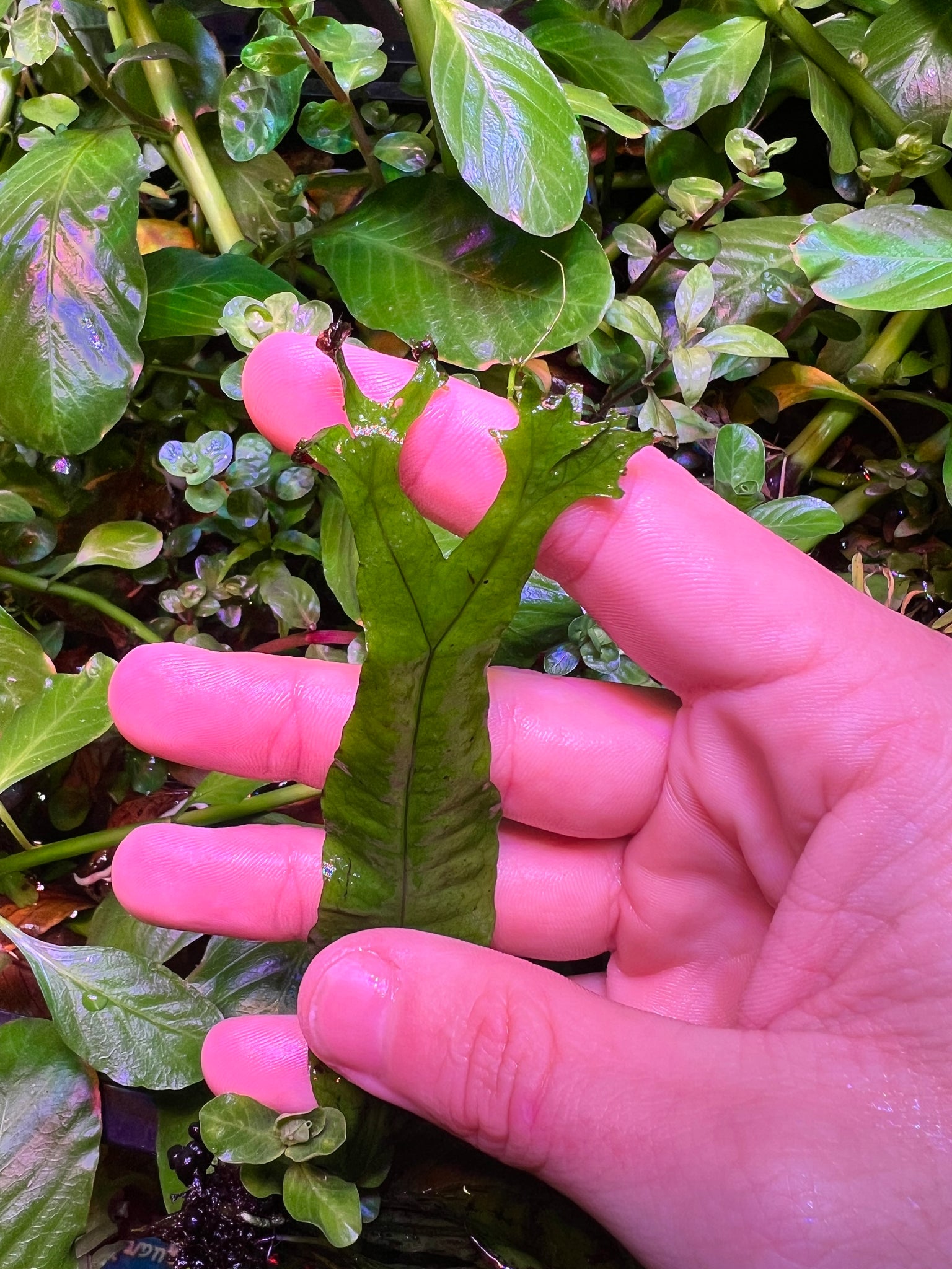 Java Fern “Thors Hammer” – Plantedtanksupply