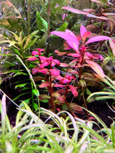 Load image into Gallery viewer, Ludwigia Senegalensis
