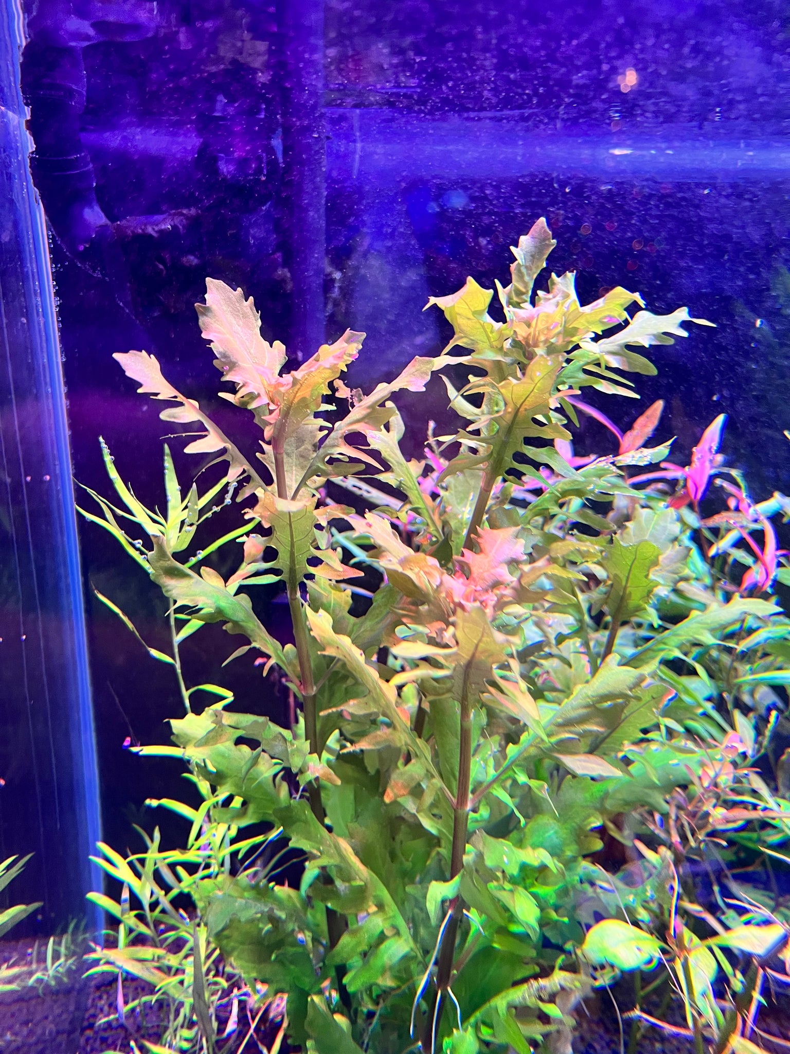 Hygrophila Triflora – Plantedtanksupply