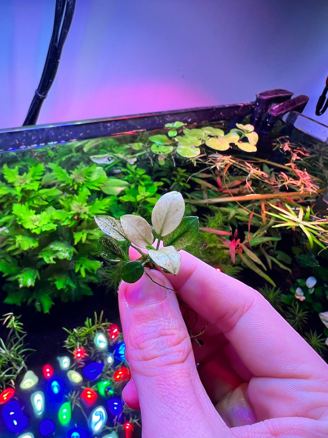 Anubias Broad White