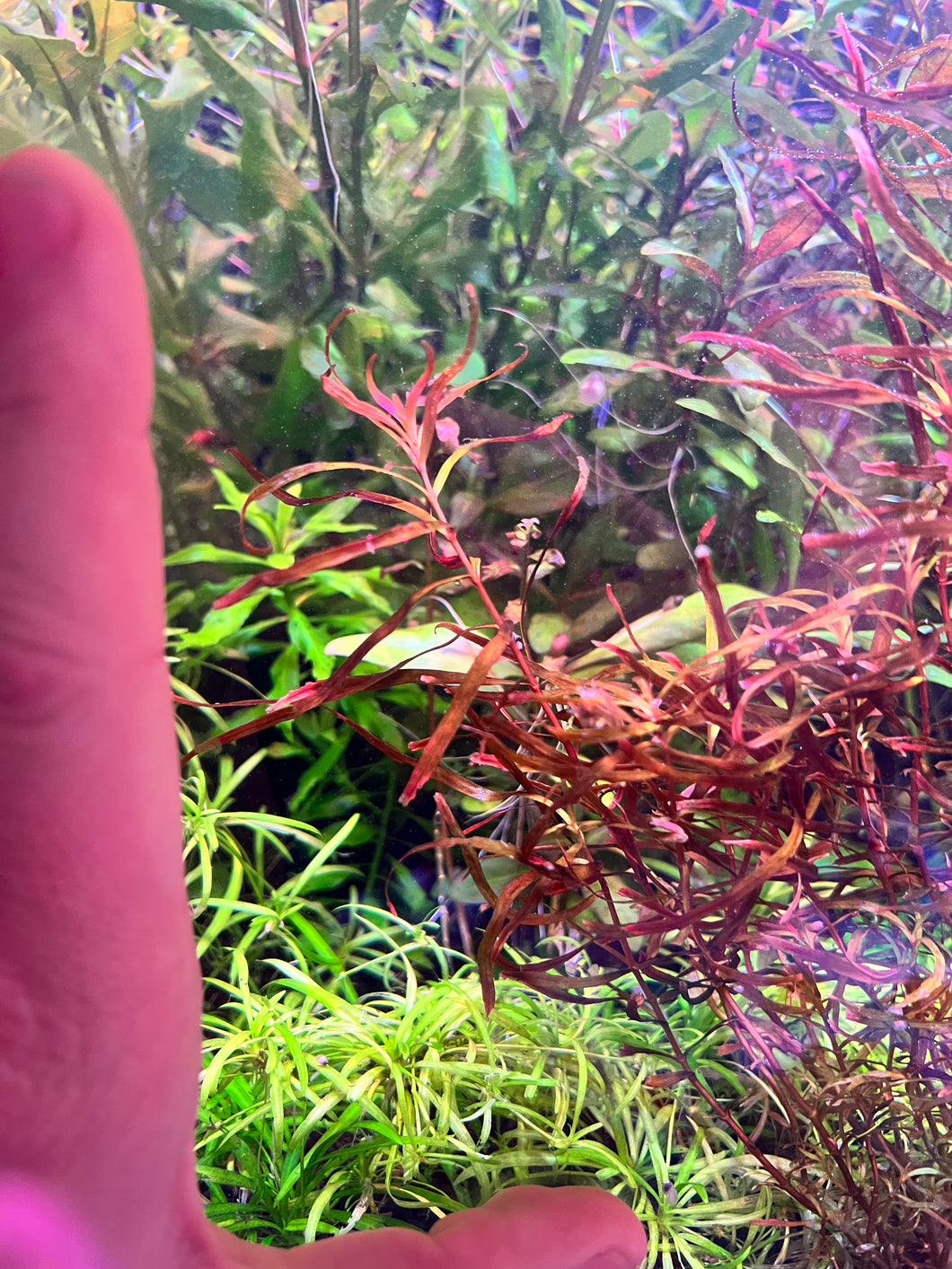 Rotala Serpyfolia