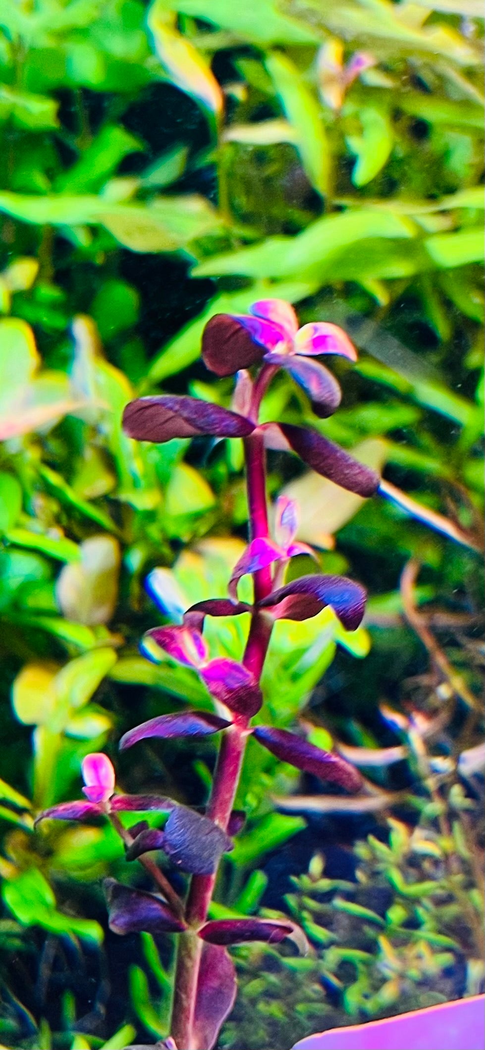 Bacopa Saltzmannii Singapore