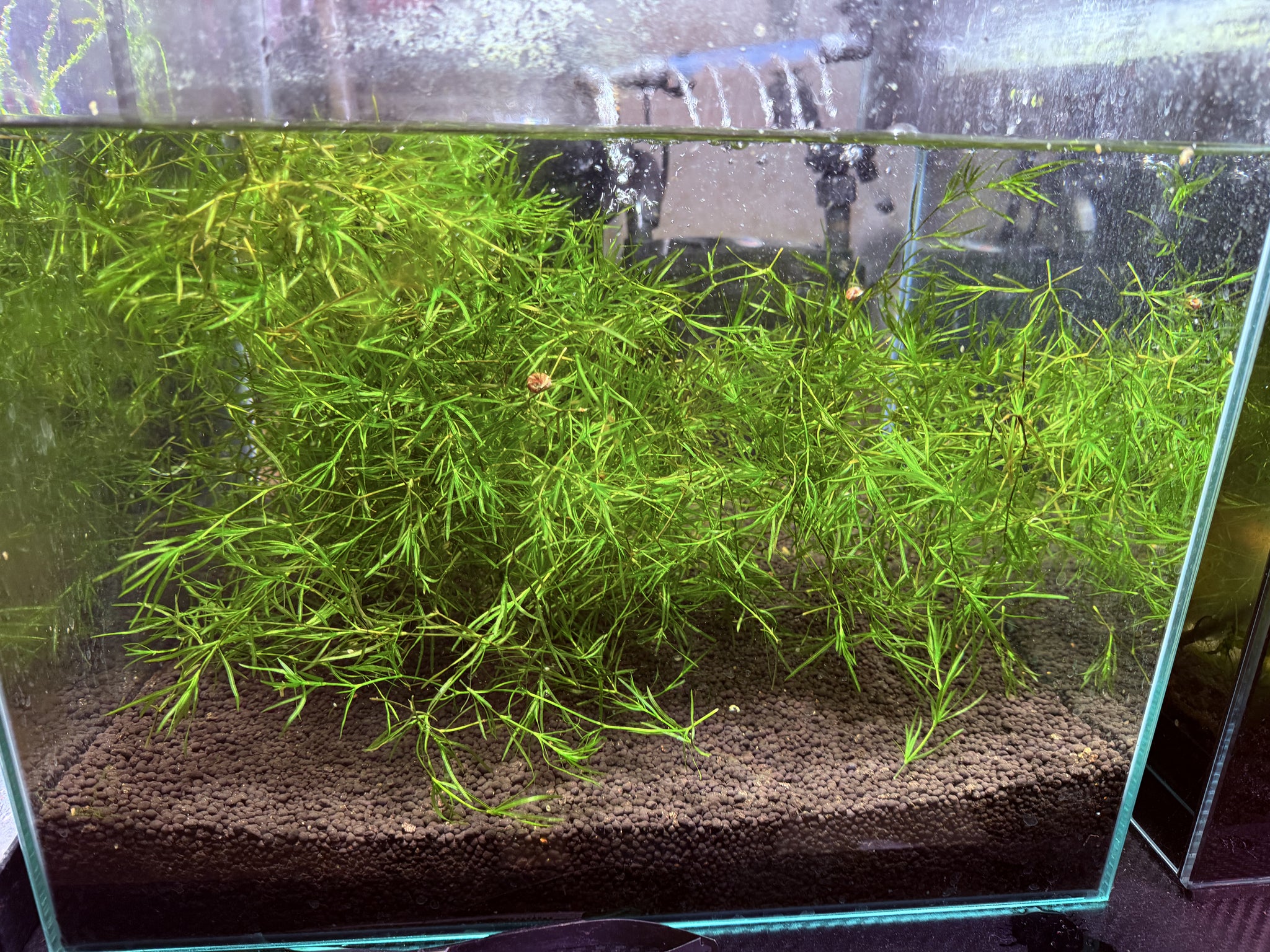 guppy plants Guppy Grass – Plantedtanksupply