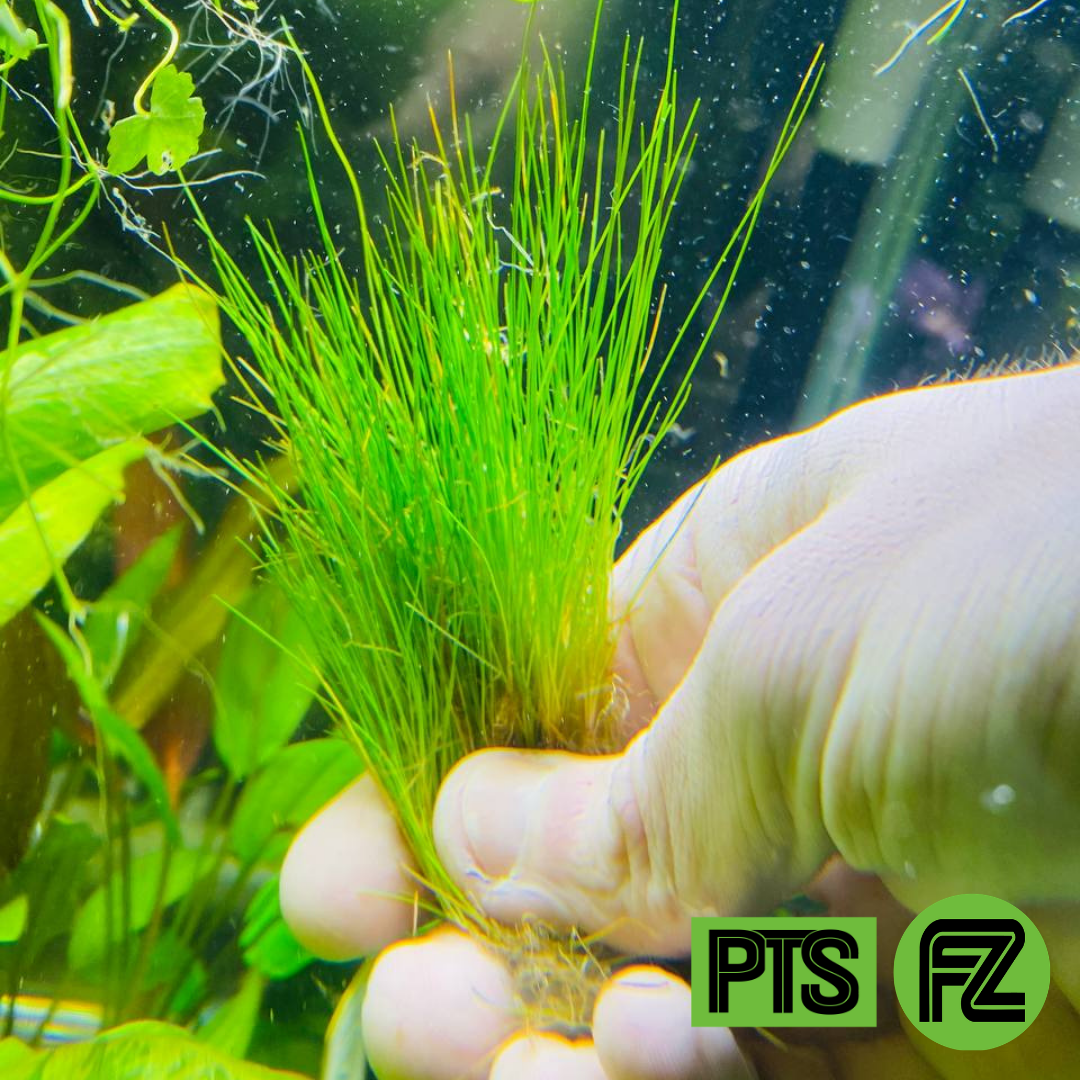 Dwarf Hairgrass – Plantedtanksupply