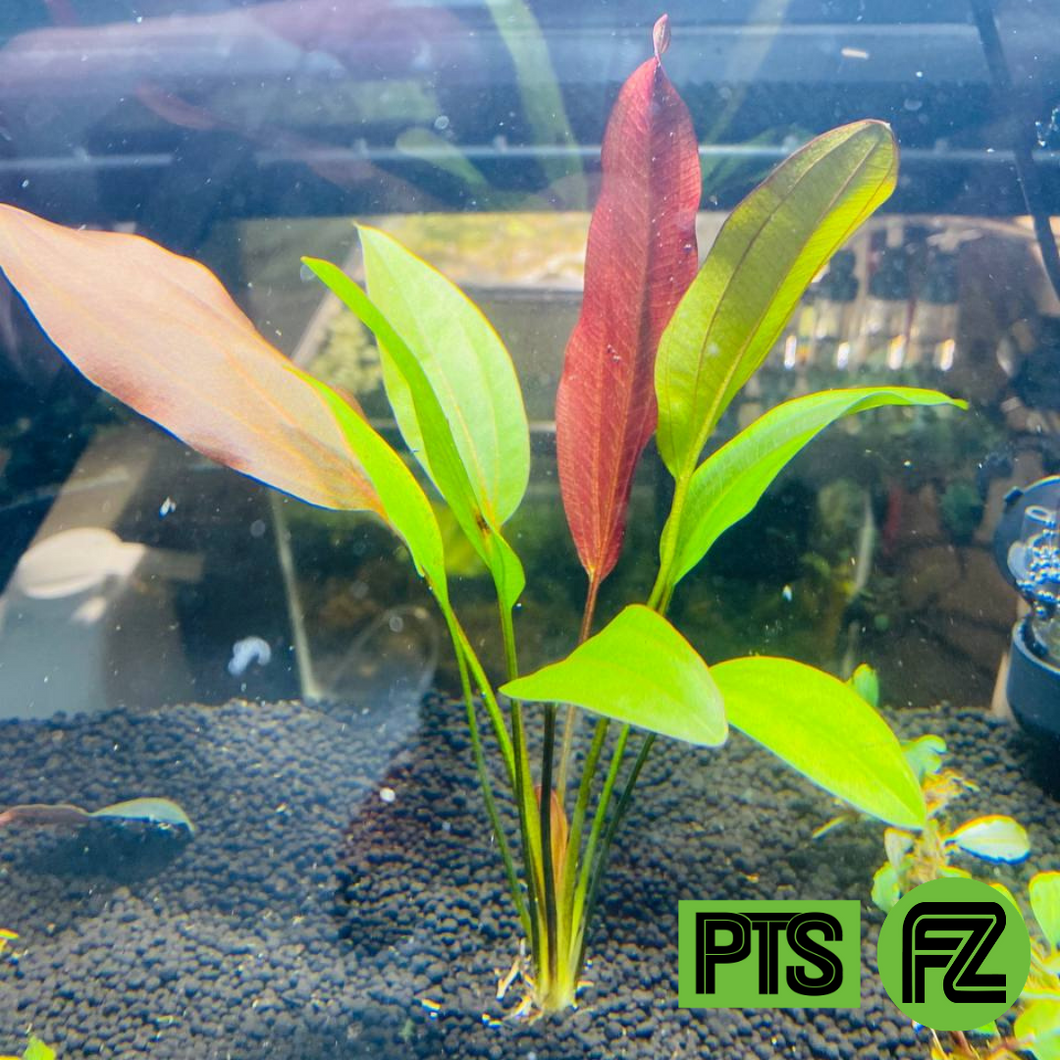 Red Melon Sword – Plantedtanksupply