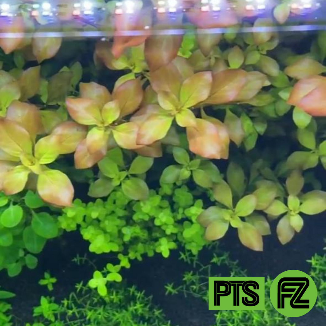 Ludwigia Repens