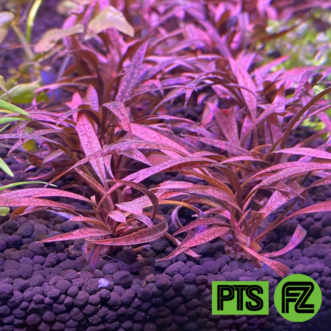 Cryptocoryne Spiralis Tiger large