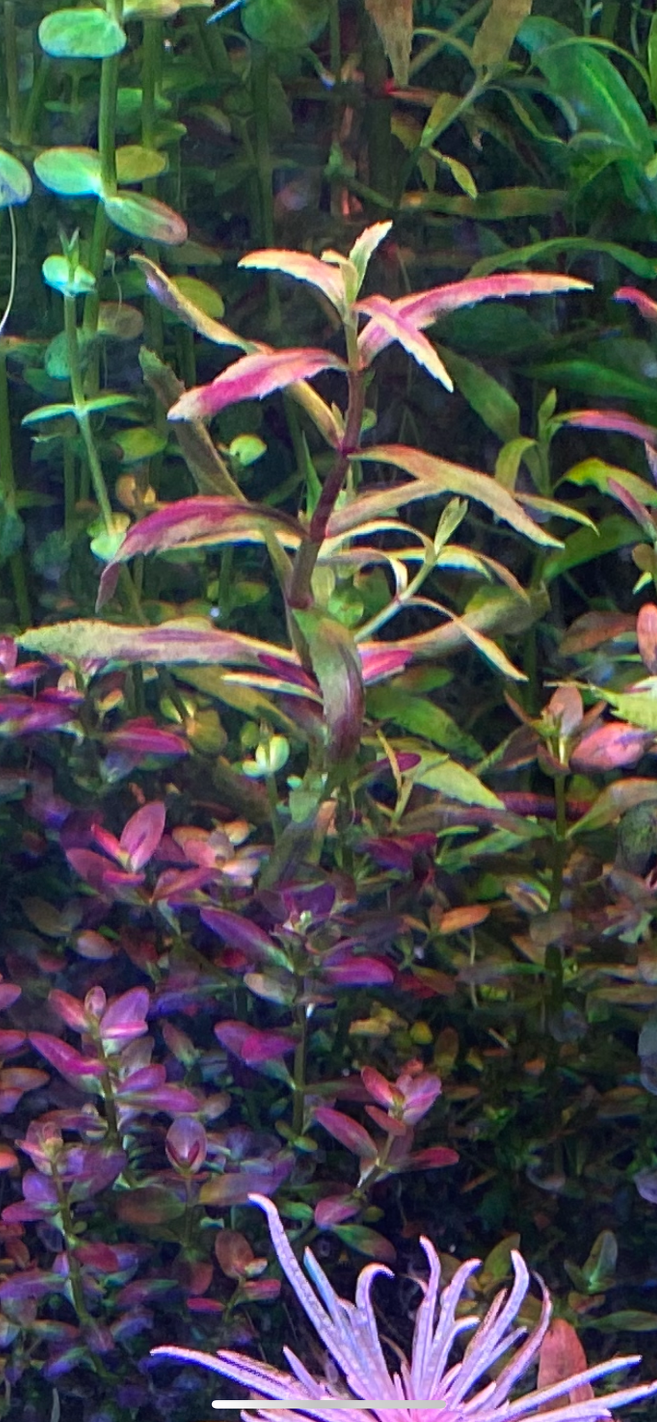 Limnophila Hippuridoides (Aromatica) Aquatic Plant — Florida Aquascaping