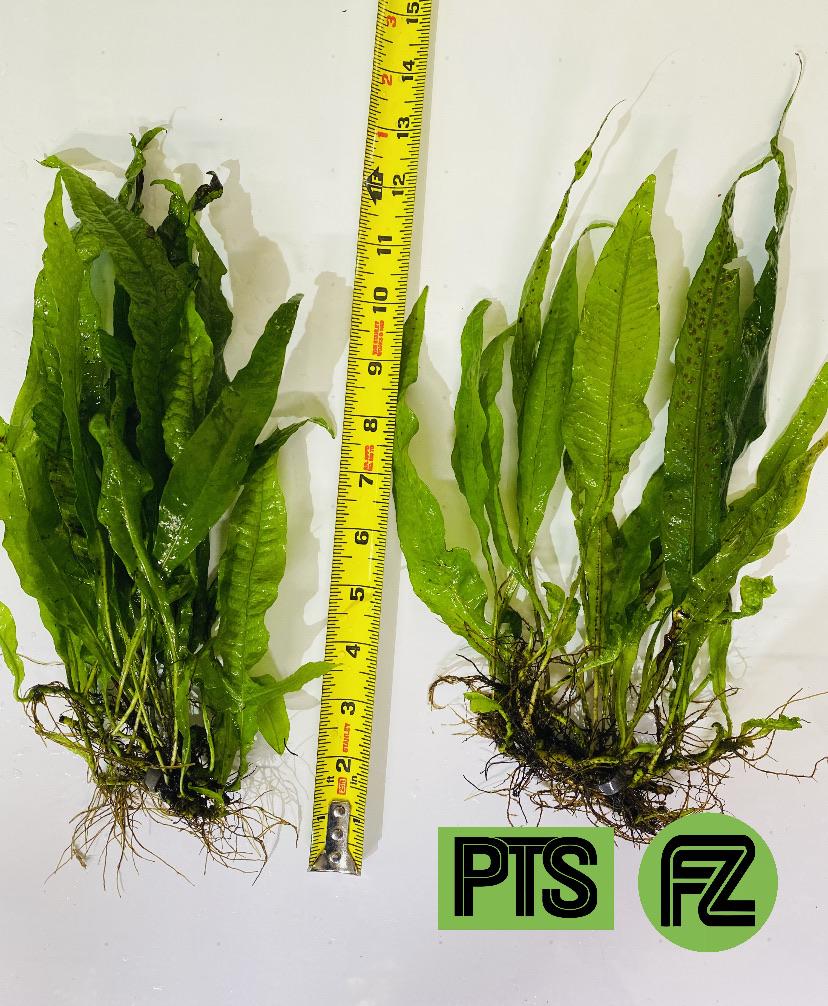 Large Java Fern – Plantedtanksupply