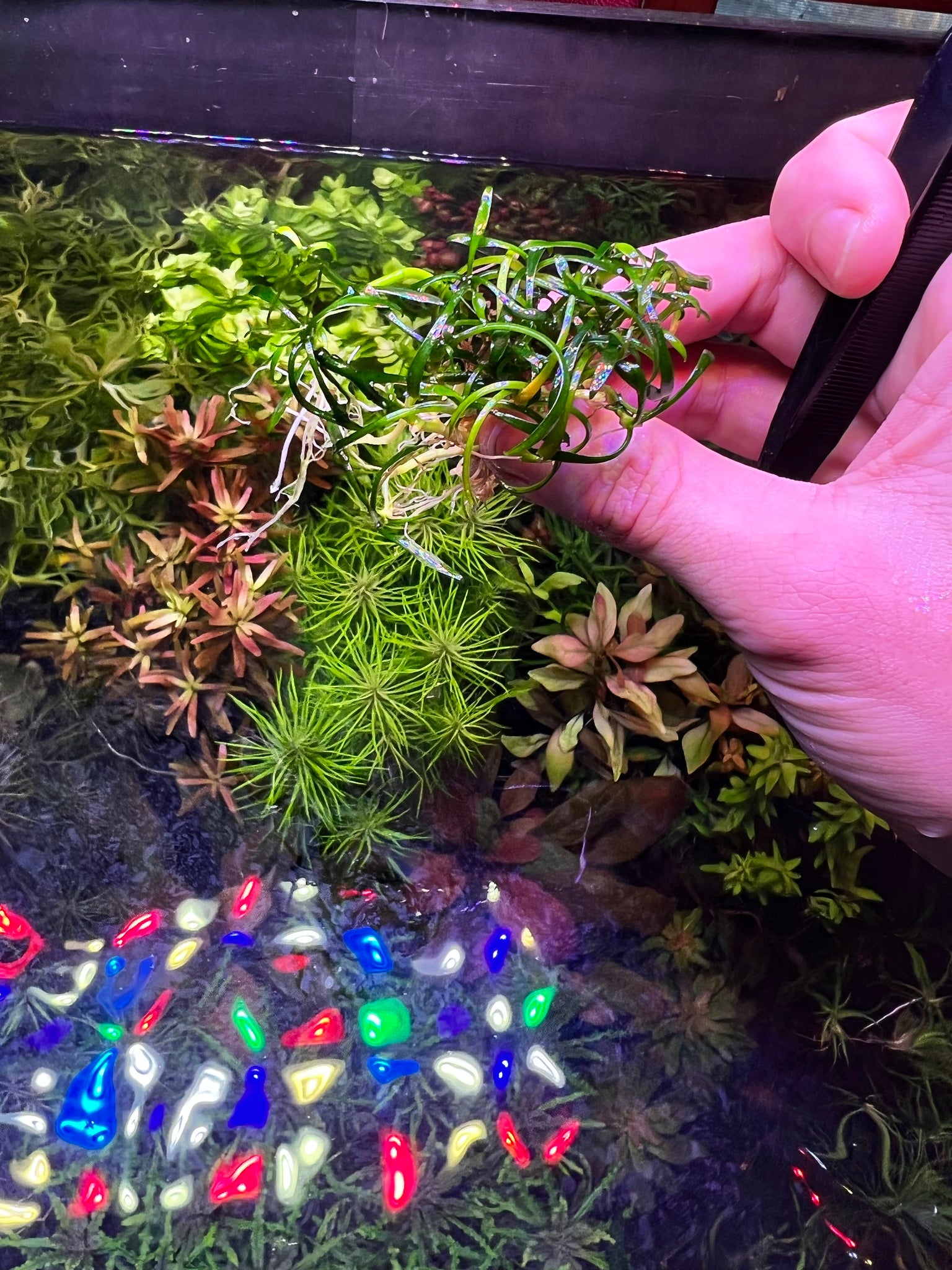 Crypt Parva Mini – Plantedtanksupply