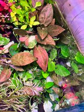 Load image into Gallery viewer, Leganandra Keralensis
