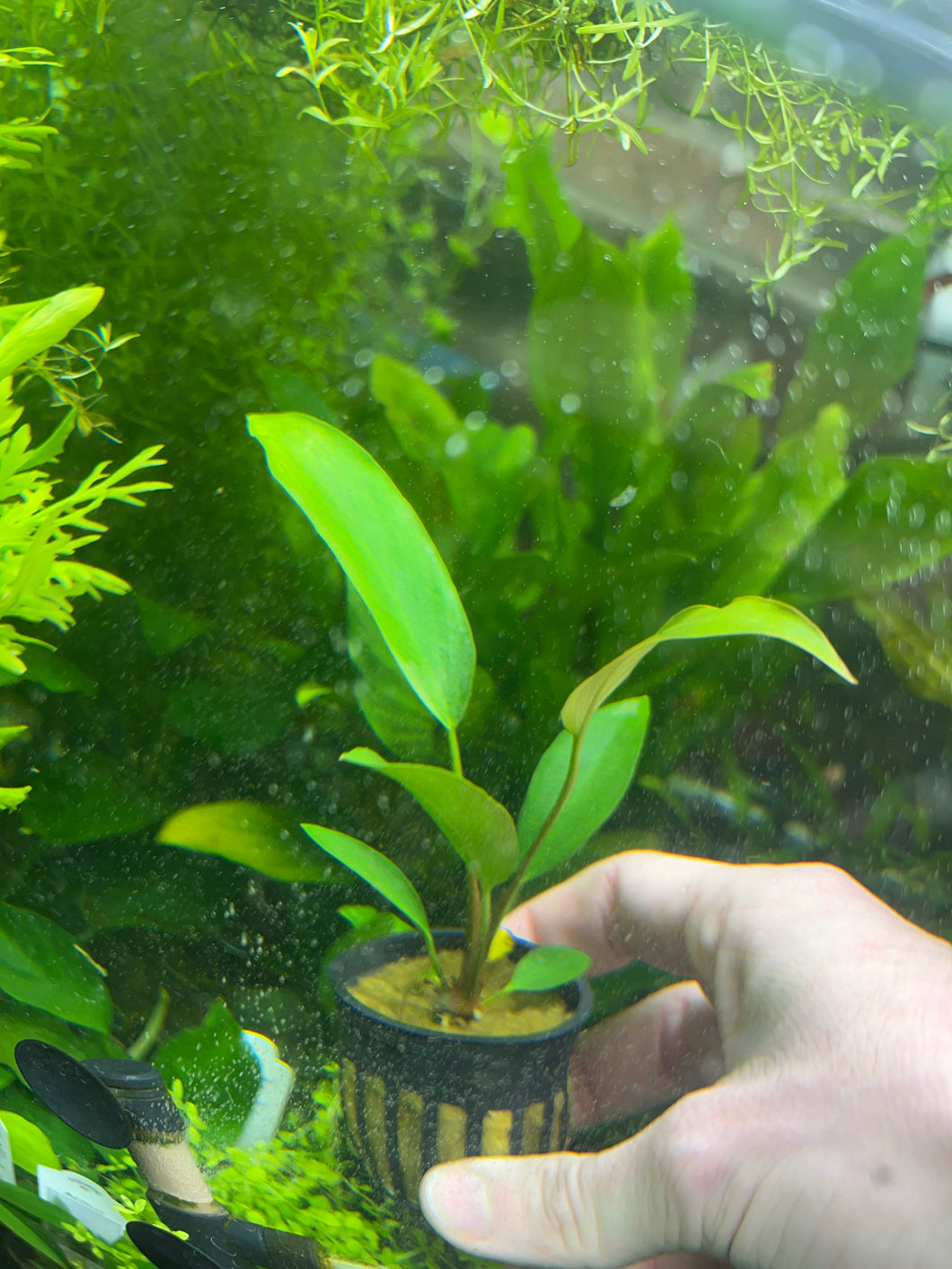 Anubias Nancon