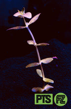 Load image into Gallery viewer, Bacopa Saltzmannii Singapore
