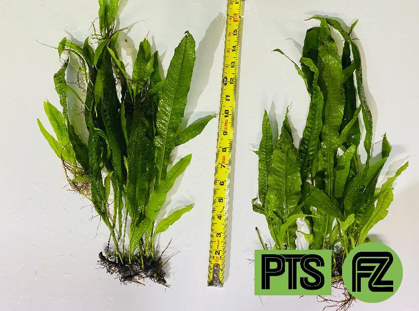 Extra Large Java Fern – Plantedtanksupply