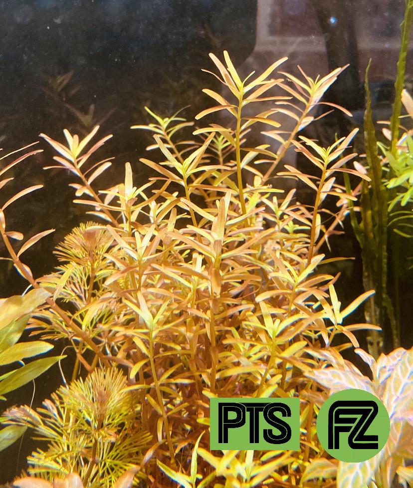 Rotala “H’ra” – Plantedtanksupply