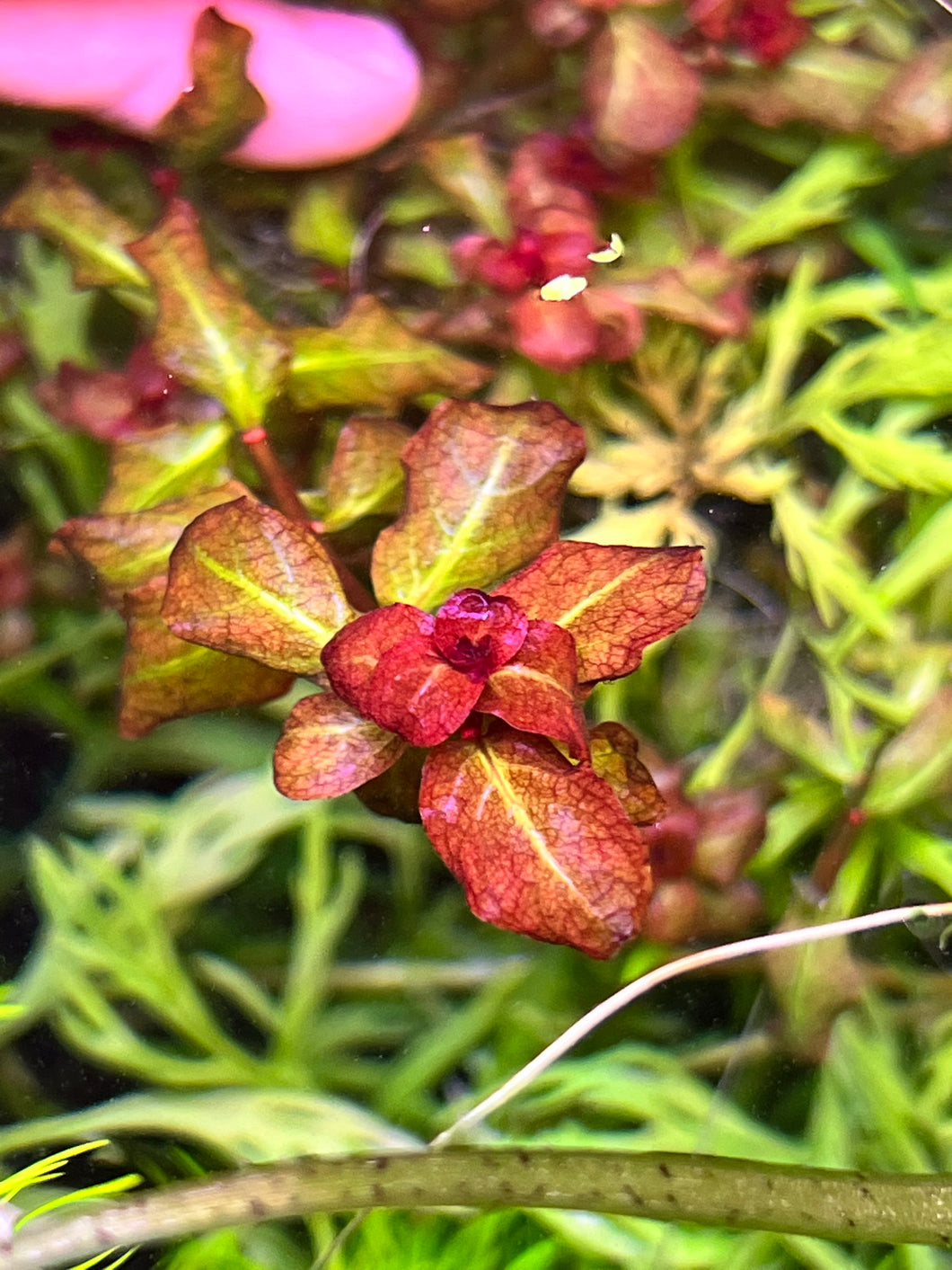 Ludwigia Senegalensis