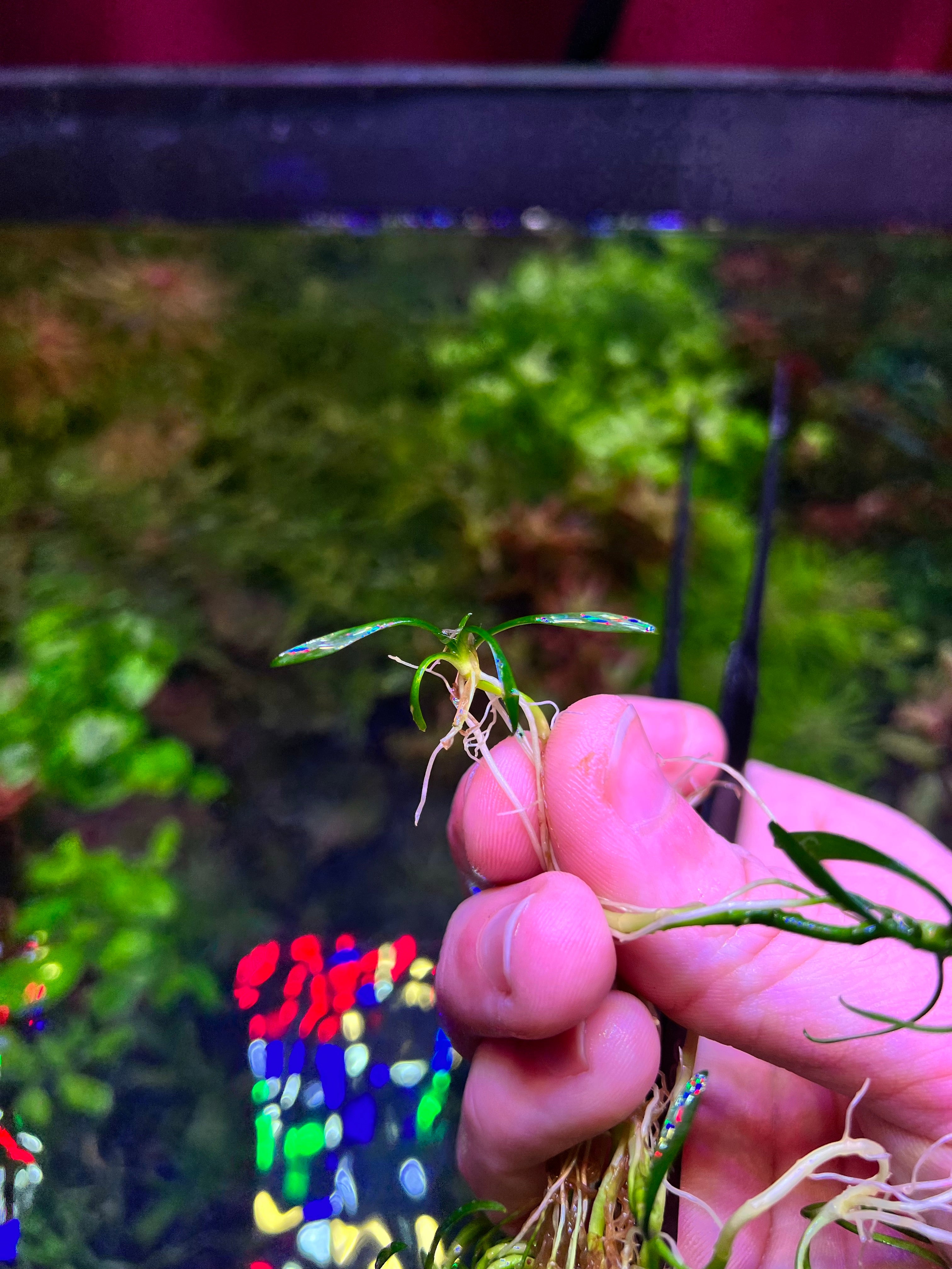 Crypt Parva Mini – Plantedtanksupply