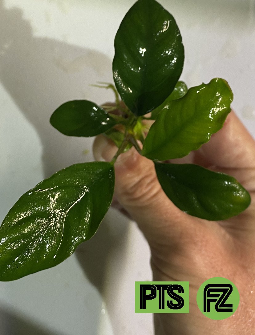 Anubias Coffeefolia large