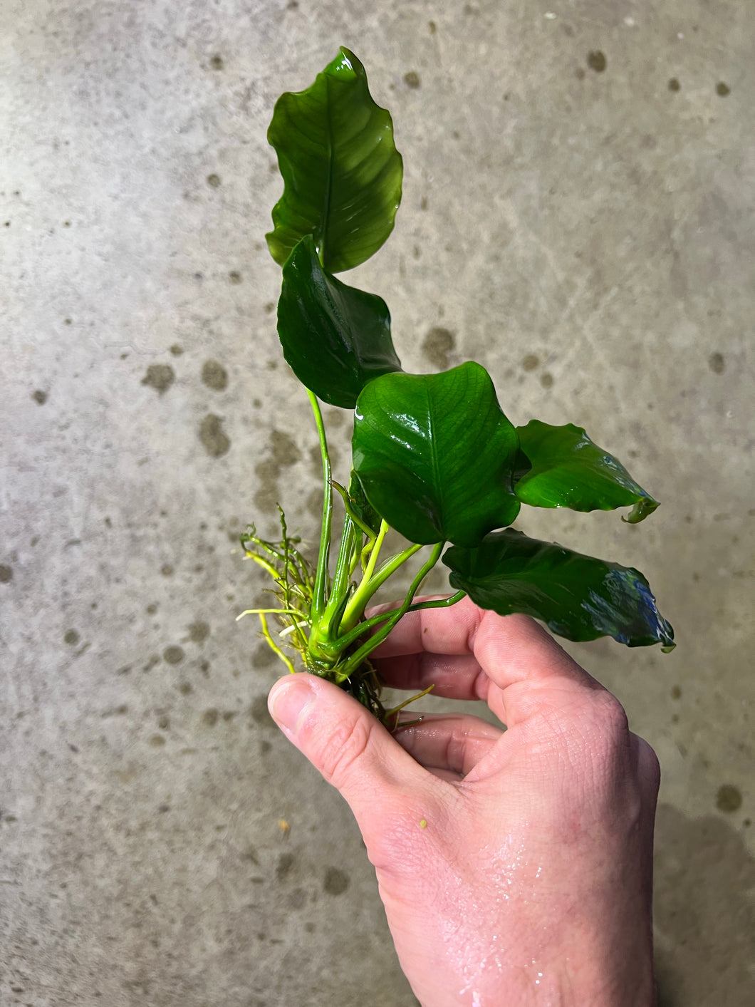 Anubias Barteri Large