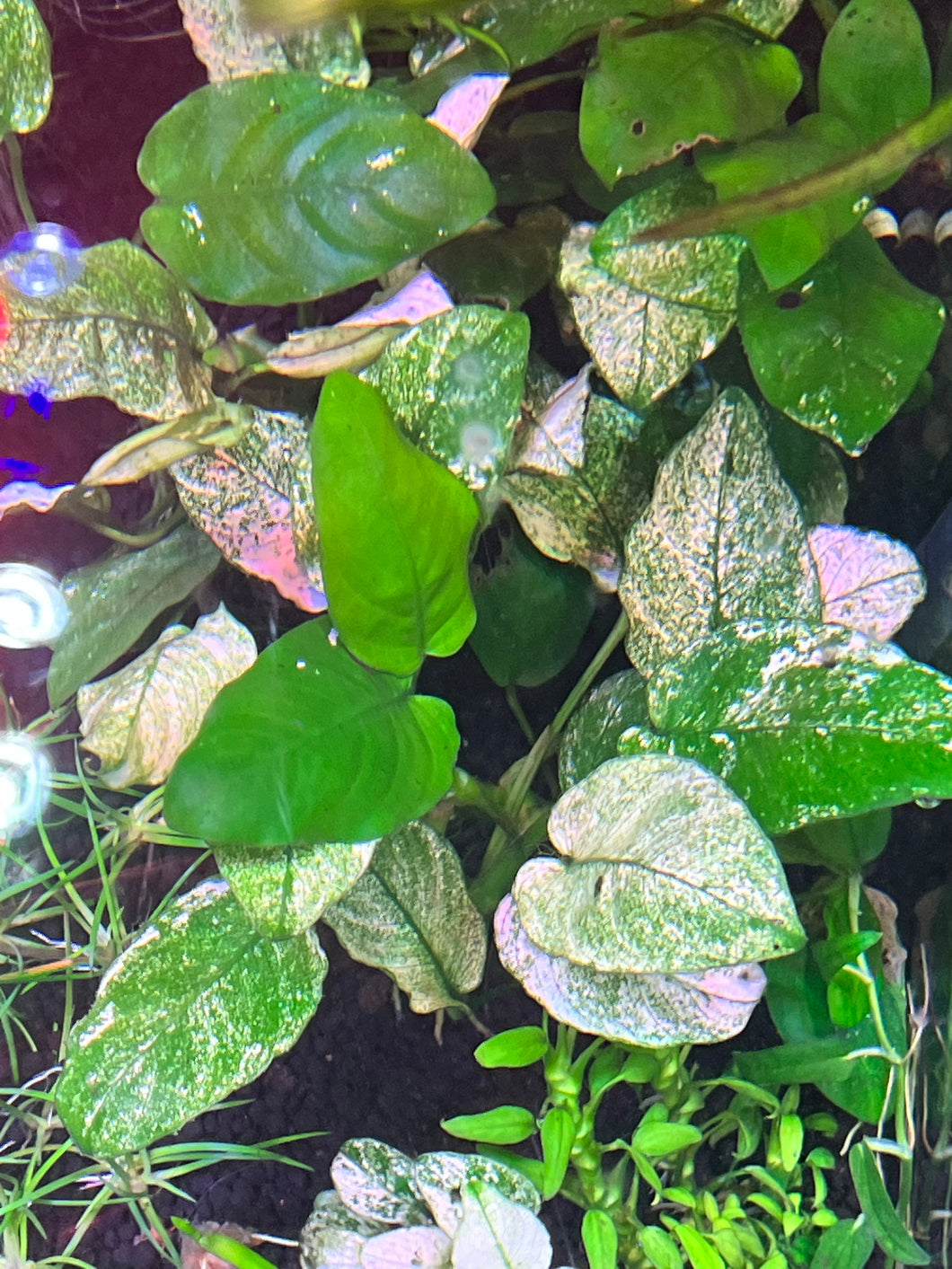 Anubias Pinto